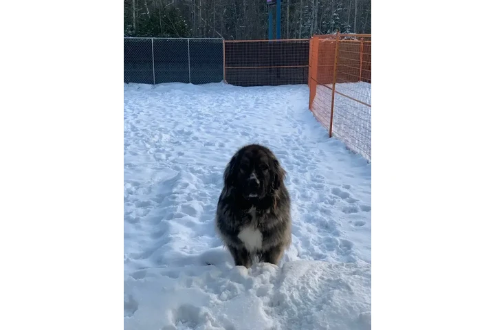 $1000 : 5 years old Caucasian Shepherd image 4