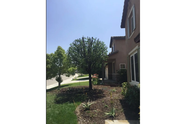 Economic Tree Service image 5