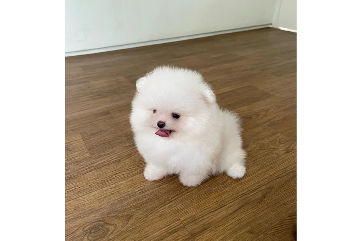 $350 : Pomerania macho y hembra image 1