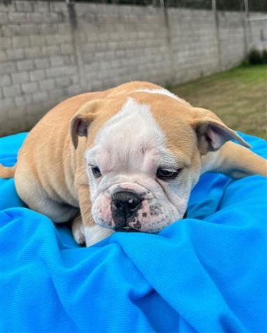 $350 : Cachorrito Bulldog inglés image 1