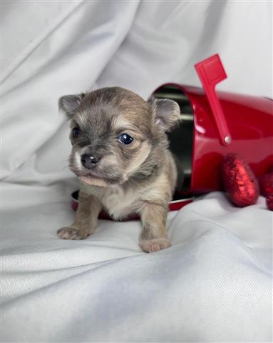 $350 : Beautiful chihuahua pup ready image 3