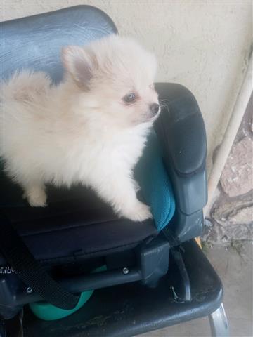 PERRITOS EN VENTA 🐕 image 3