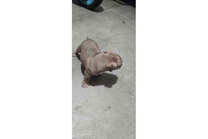 $2000 : Exotic American bullys image 1