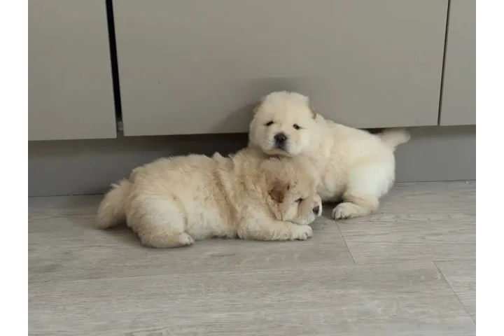 $310 : Cachorros Chow Chow disponible image 1