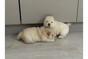 Cachorros Chow Chow disponible en Buffalo
