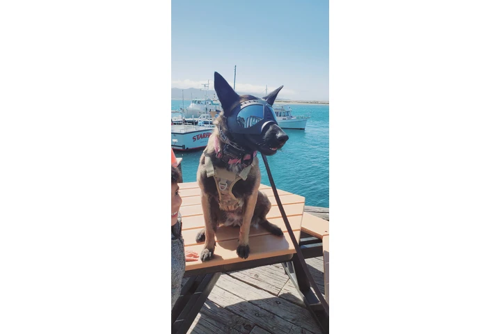 Belgian Malinois image 2