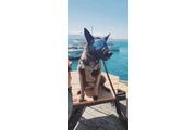 Belgian Malinois thumbnail