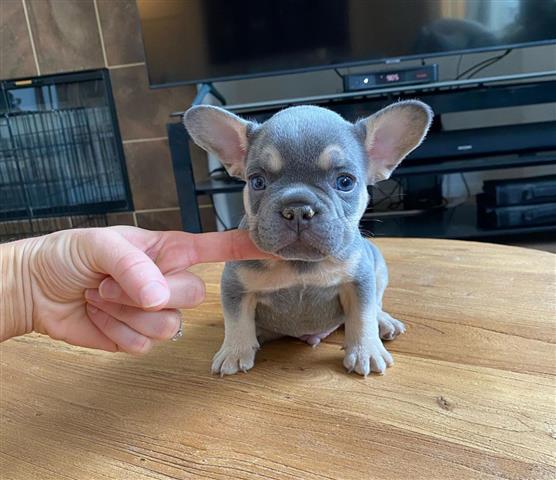 $350 : Frenchie Puppies Available image 3