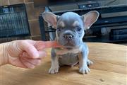 $350 : Frenchie Puppies Available thumbnail