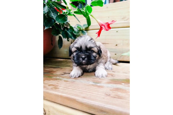 $350 : Cachorros Shihtzu en venta image 2
