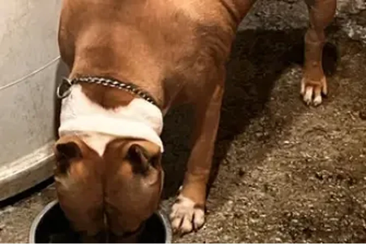 $150 : American staffordshire terrier image 9