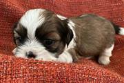 Cachorros de Shih Tzu en Miami