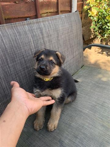 $500 : German shepherd puppy for sale image 4