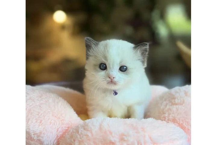 $240 : Babies ragdoll  For Sale image 3