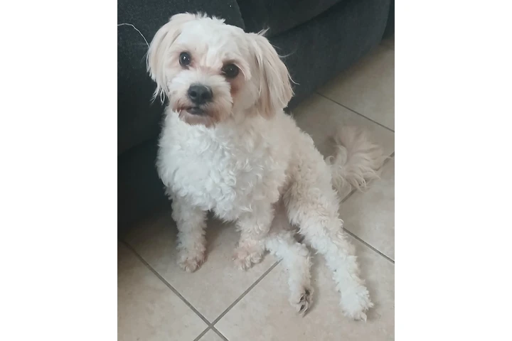 $10 : Dar en adopción perrita gratis image 3