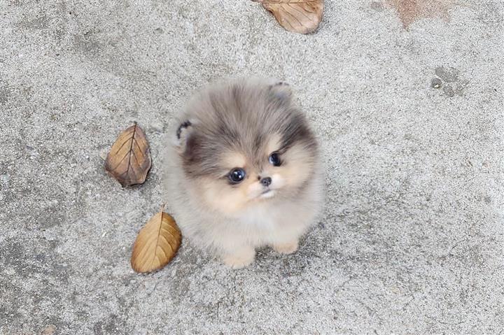 $250 : Pomeranian puppies teacup image 8