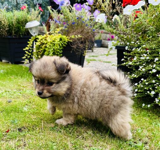 $200 : Teacup Pom Puppies Ready image 3