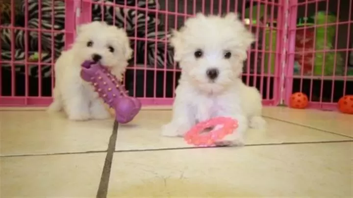 $400 : BUY Maltese puppies image 1