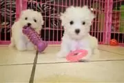 BUY Maltese puppies en Santa Barbara