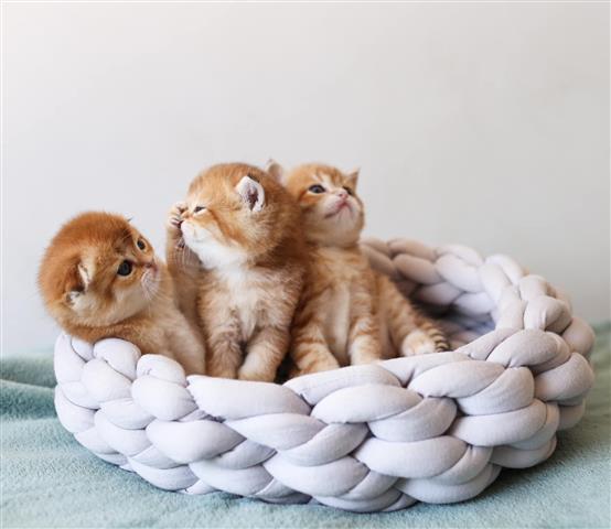 $300 : KANYE kittens for rehoming image 2