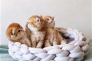$300 : KANYE kittens for rehoming thumbnail