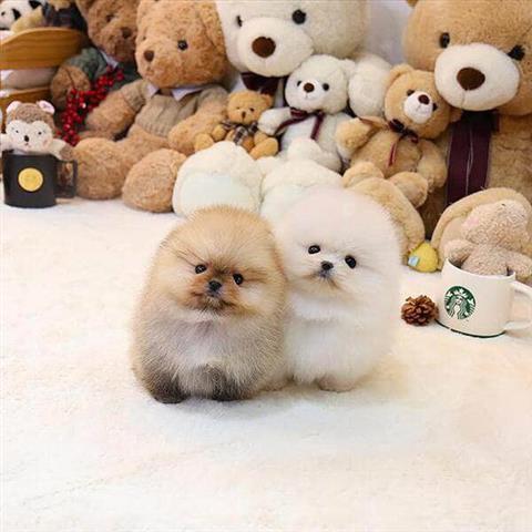 $350 : Cachorros Pomerania en venta image 3