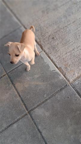 $200 : Chihuahua puppies image 5