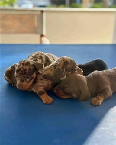 $400 : Vaccinated dachshund puppies image 5