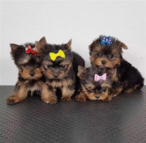 $500 : Cachorros de Yorkie image 1