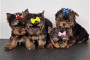 Cachorros de Yorkie en Hartford