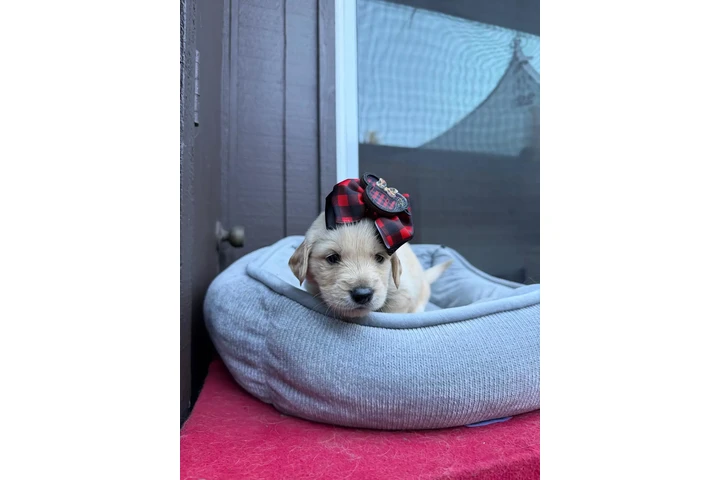 $700 : Tengo cachorros golden retriev image 3