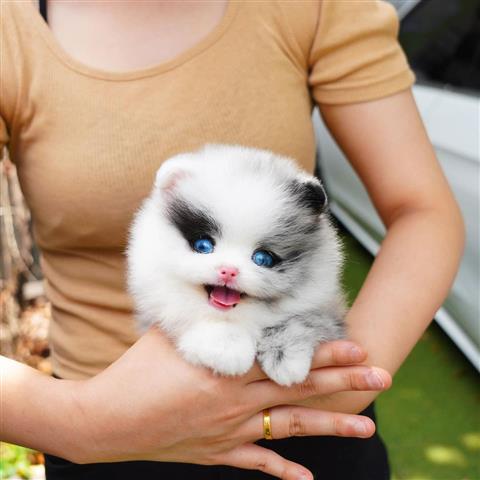 $500 : Blu eyes Pomeranian puppies image 4