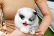 $500 : Blu eyes Pomeranian puppies thumbnail