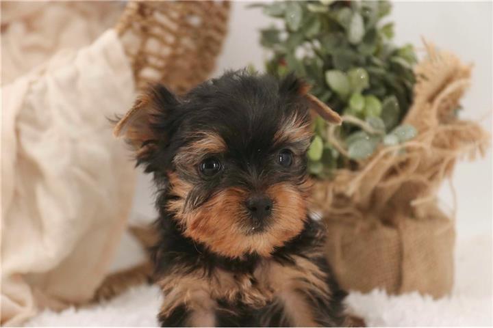 $600 : Annie - Cachorro Teacup Yorkie image 1