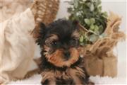 Annie - Cachorro Teacup Yorkie en Houston