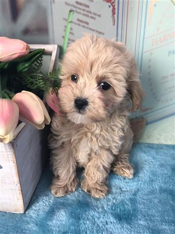 $500 : 6 Maltipoo friendly puppies image 2