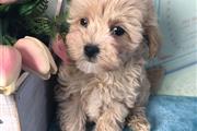 $500 : 6 Maltipoo friendly puppies thumbnail