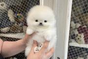 $250 : Pomeranian tea cup en venta thumbnail