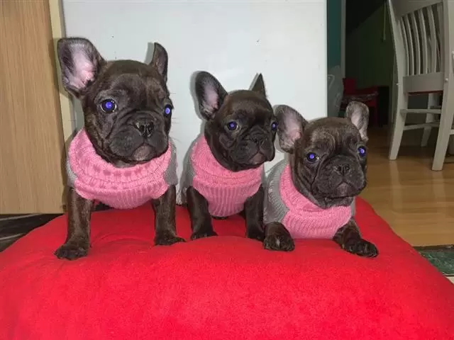 $450 : Cute French Bulldog Puppies image 2