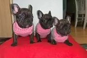 $450 : Cute French Bulldog Puppies thumbnail