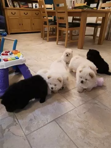 $400 : Chow Chow puppies image 1