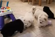 Chow Chow puppies en Toronto