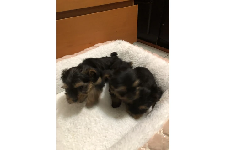 $1300 : Yorkies puros image 3