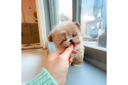 maltipoo en Miami