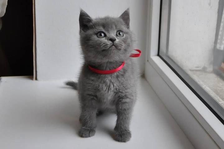 $500 : British Shorthair kittens for image 1