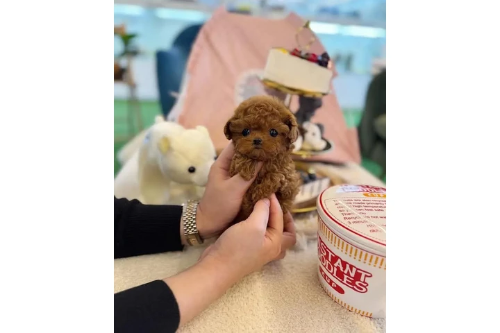 $400 : Maltipoo Puppies. image 2