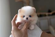 $300 : Pomeranian puppies for sale thumbnail