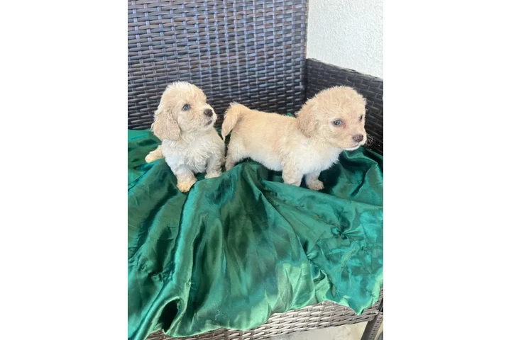 $350 : Maltipoos image 3