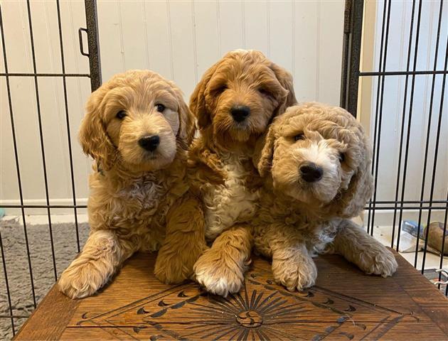 $500 : CACHORROS GOLDENDOODLE image 4