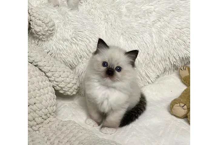 $350 : Ragdoll Kittens For Sale image 2